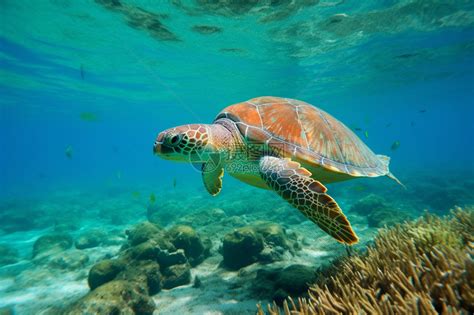 海洋生物有哪些|海洋生物